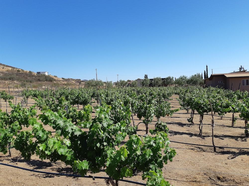 Hotel Meson Del Vino Valle de Guadalupe Eksteriør bilde